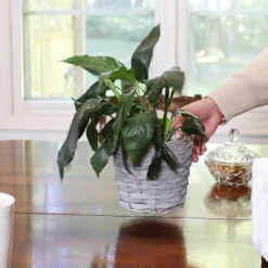 Sunnydaze Decor Sunnydaze Indoor Poplar Wicker Planters With Plastic Liners - Gray - Set Of 5 -Sunnydaze Decor GUEST 32a65b10 7dd7 438d a96c 5c895d7075c1