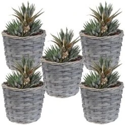 Sunnydaze Decor Sunnydaze Indoor Poplar Wicker Planters With Plastic Liners - Gray - Set Of 5 -Sunnydaze Decor GUEST d56ba385 9d74 42f3 8086 47cea659bc38
