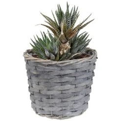 Sunnydaze Decor Sunnydaze Indoor Poplar Wicker Planters With Plastic Liners - Gray - Set Of 5 -Sunnydaze Decor GUEST fdf3250c 0fc2 410a 9cf3 3a8c21f2dda5